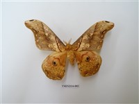 藏品(大綠目天蠶蛾)的圖片